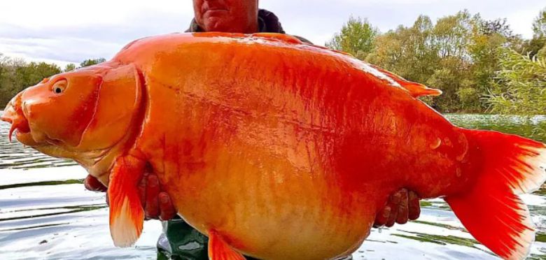 지난해 프랑스 샹파뉴 지역의 호수에서 잡힌 괴물 잉어. /Bluewater Lakes Facebook. Euronews