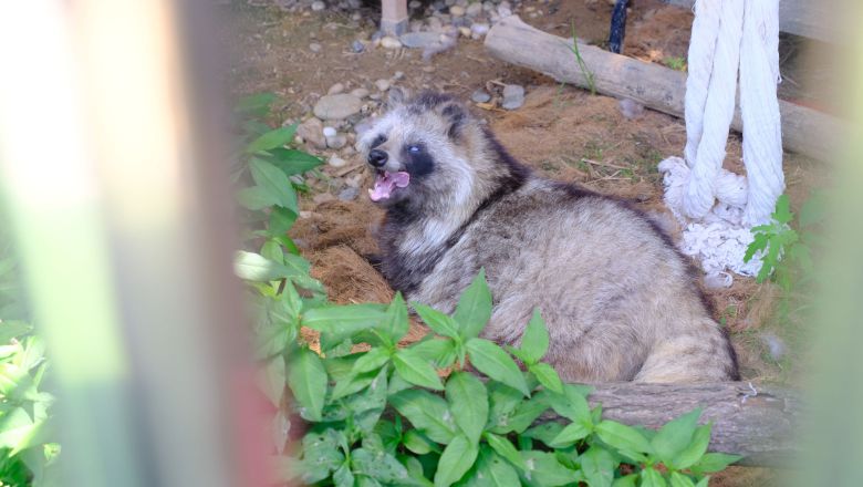 열세 살 너구리 ‘짬이’. /구아모 기자