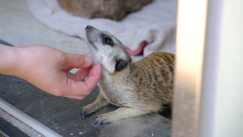 충남 예산 광시면 인근 민가에서 배회하다가 지난 4월 구조된 꾸꾸./구아모 기자