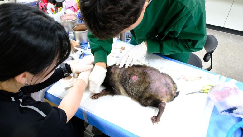 개선충(옴)으로 피부병이 걸린 너구리에게 피부약을 바르는 모습./구아모