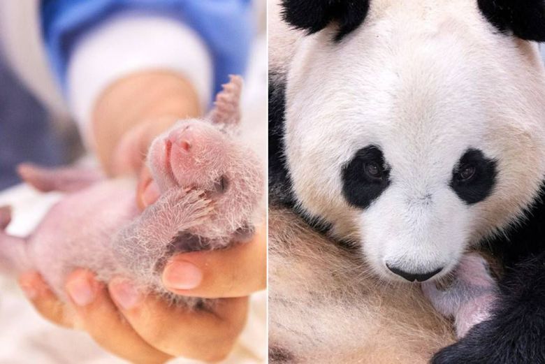 왼쪽 사진은 쌍둥이 판다에 검은 무늬가 생긴 모습, 오른쪽은 검은 무늬가 생긴 쌍둥이 판다를 품고 있는 엄마 판다 아이바오./에버랜드