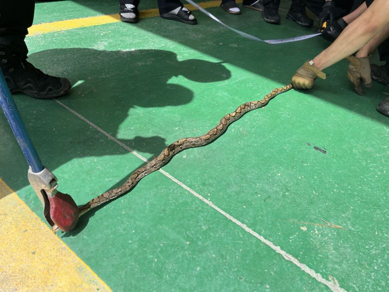 지난달 24일 경북 영주시 적서동의 공장에서 발견된 그물무늬비단뱀. 영주소방서 제공