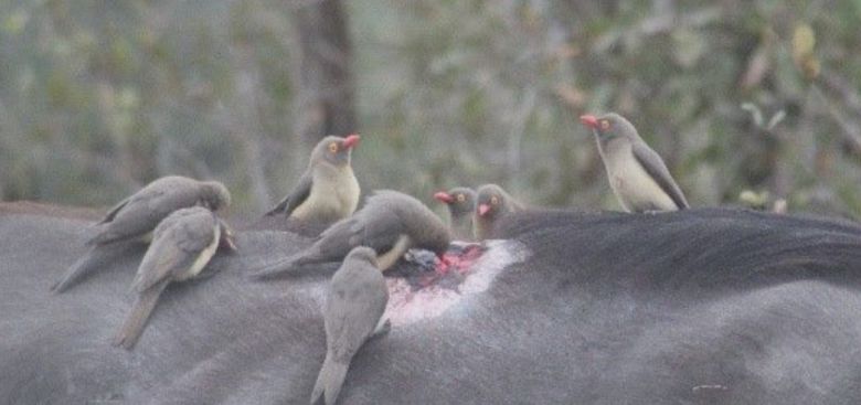 평소 초식동물의 몸에서 기생충이나 벌레를 잡던 소등쪼기새들은 몸뚱이에 난 상처를 보면 광분한다. 피와 살점은 이들이 가장 좋아하는 별미로 꼽힌다. /Elaphant Plains Game Lodge