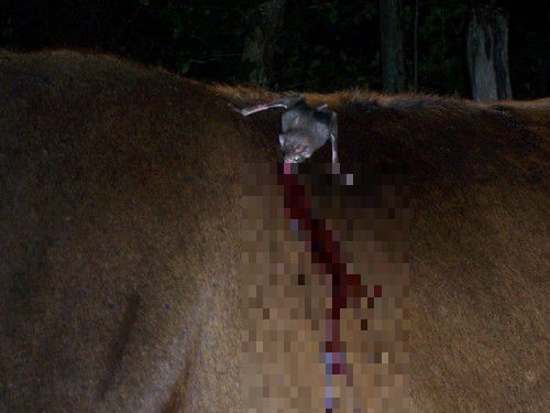 소의 피를 빨아먹고 있는 흡혈박쥐. 이 장면은 멕시코에서 촬영됐으며, 이 소는 광견병에 걸려 폐사했다고 한다. / Luis Lecuna, USDA APHIS, International Services, Mexico.