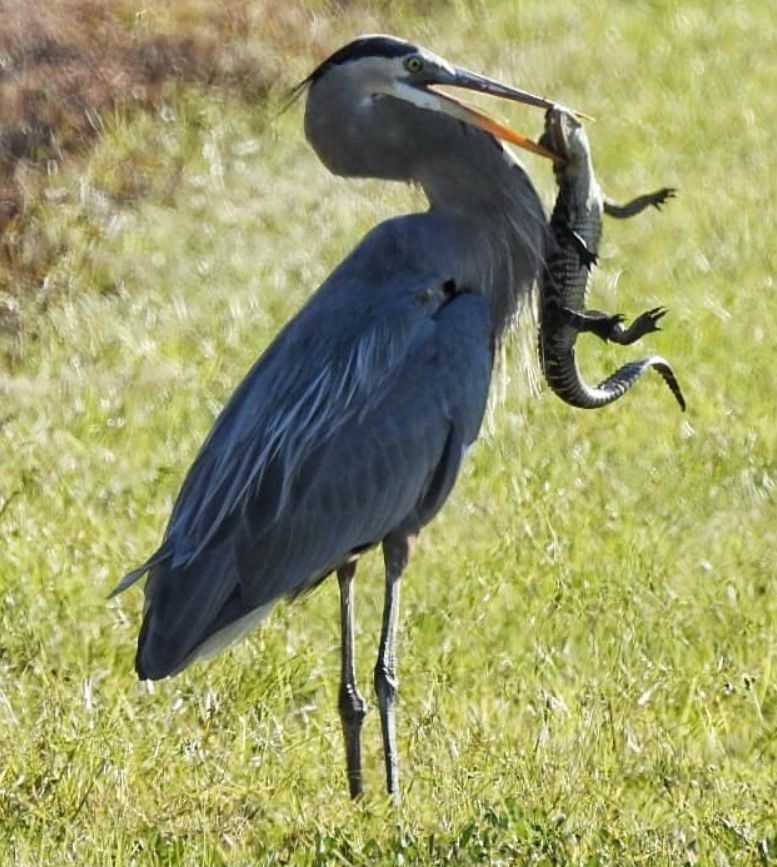 미국 플로리다에서 왜가리가 새끼 미시시피 악어를 부리로 물어 삼키기 직전의 모습. /Shellie Gilliam Facebook