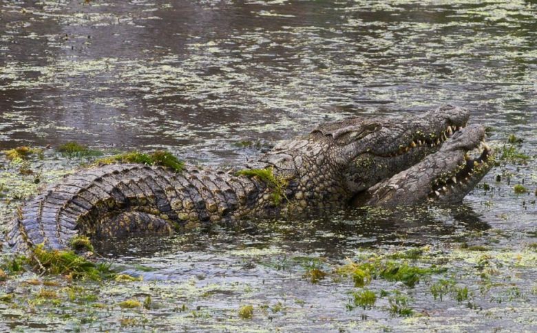 남아프리카 크루거 국립공원에서 나일악어 한 쌍이 짝짓는 모습이 포착됐다.  /Ed & Liz Harris