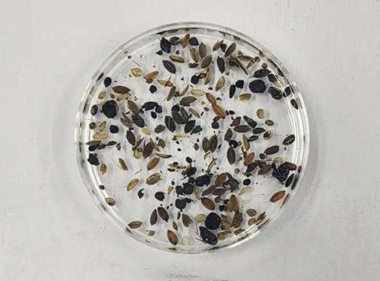 해남선 내부서 발견된 도기 항아리에 들어있던 각종 씨앗류. /국립해양문화재연구소