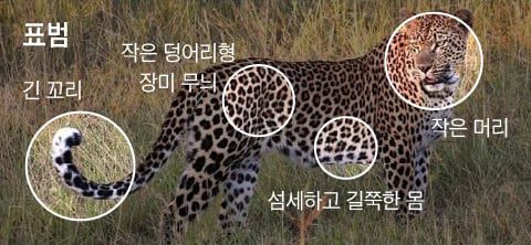 표범은 원형 무늬에 점이 직혀있지 않고 머리는 작고 꼬리는 긴 편이다. /The Wildlife Diaries