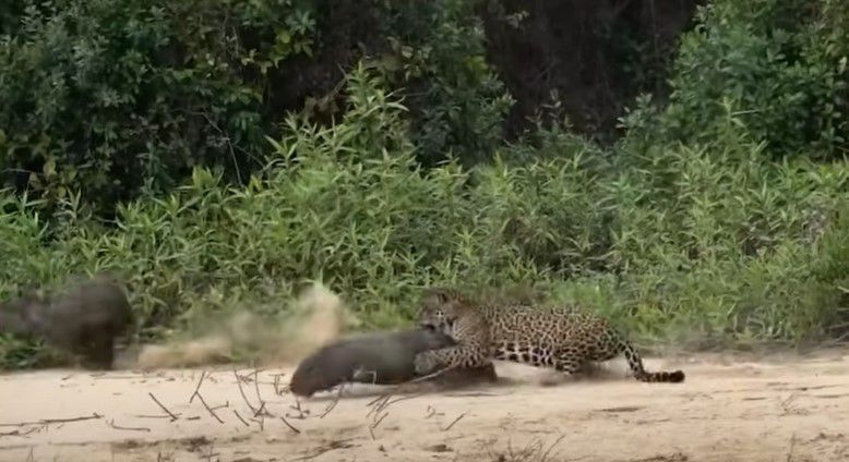 재규어가 세계 최대의 설치류인 카피바라를 습격해 사냥에 성공하고 있다. /FiveZero Safaris Youtube 캡처