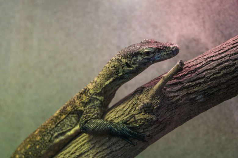 워싱턴 스미스소니언동물원에서 사육중인 수컷 코모도왕도마뱀. 정상적인 짝짓기가 아닌 어미의 단성생식을 통해 태어났다. /Smithsonian National Zoo