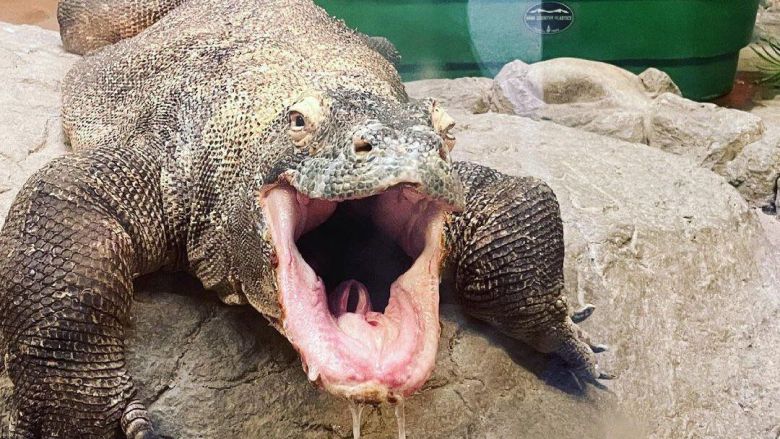 코모도왕도마뱀의 침에는 유해한 치명적 박테리아가 가득한 것으로 알려져있다. /Zoo Boise X