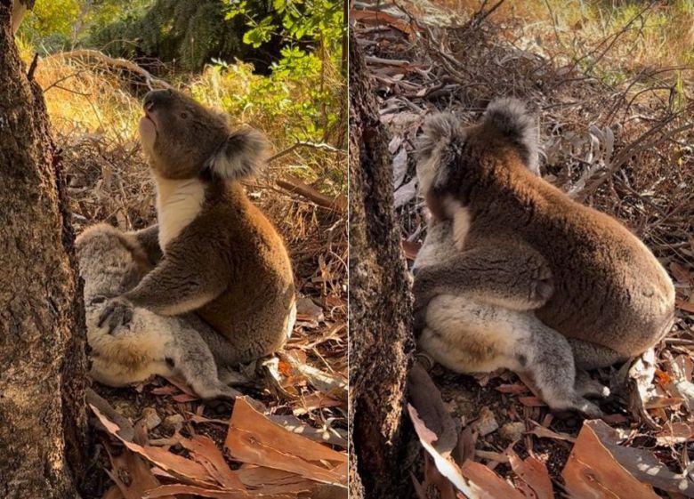 수컷 코알라가 죽은 암컷의 몸을 껴안는 모습. /Koala Rescue 페이스북