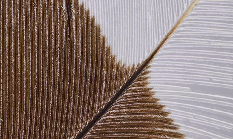 경매에 등장한 ‘후이아’(huia)의 깃털 한 가닥. / Webb's Auctions 홈페이지