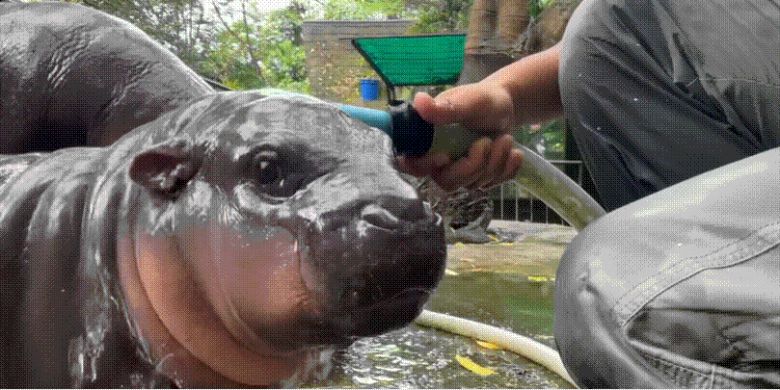 무뎅이 허공을 응시하며 사육사가 뿌려주는 물을 맞고 있다. /페이스북