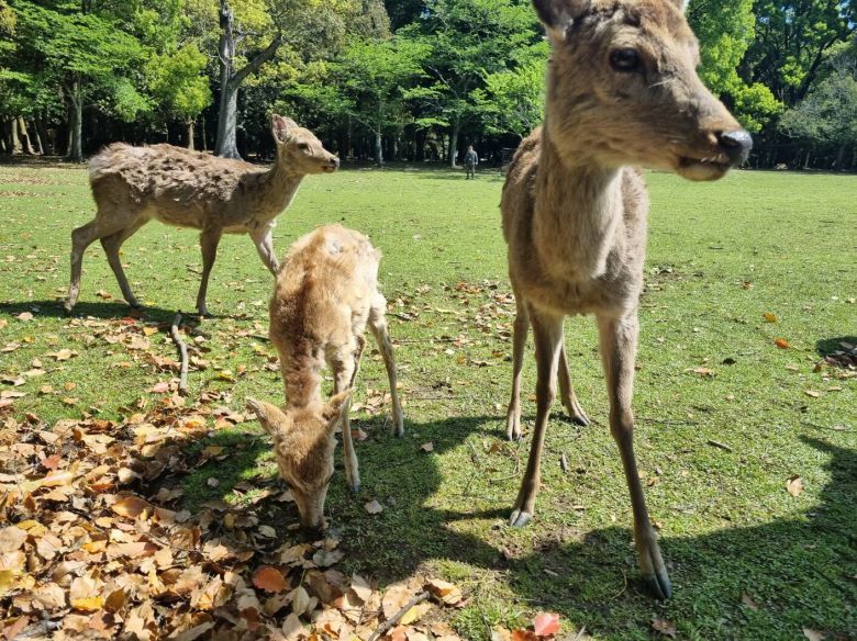 일본 나라현 나라공원엔 꽃사슴 1325마리가 산다./김동현 기자