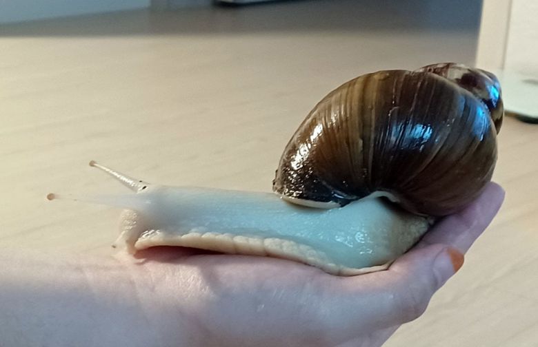 한 직장인이 키우는 아프리카 왕달팽이. 입양 당시 엄지손톱보다 작은 새끼 달팽이였다. 1년 반이 지나자 패각(달팽이집)의 크기가 성인 남성의 주먹만 해졌다. /뉴스1