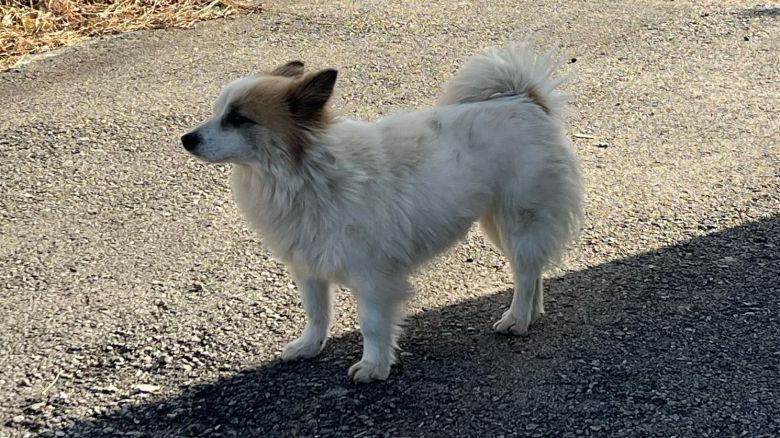 A dog named "Pudding" waits for the elderly couple and their granddaughter, who never returned, in a village in Yeonggwang, South Jeolla Province, on Dec. 31. /Ko Yoo-chan