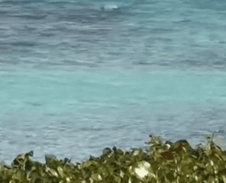 여성을 공격하기 전부터 상어가 근처를 배회하는 모습./데일리메일