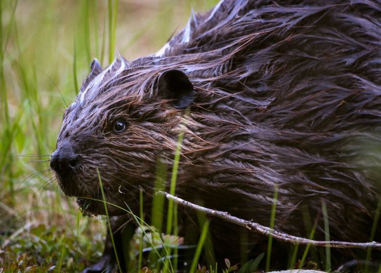 2017년 6월 호스슈 호수 산길(Horseshoe Lake Trail)에서 발견된 비버의 모습. 북미에서 가장 덩치가 큰 설치류다. /National Parks Service