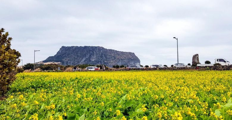 성산일출봉을 병풍처럼 드리운 성산 유채꽃밭. 비짓제주.