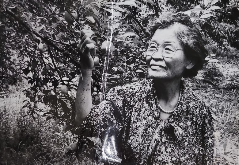 1974년 전남 담양에 귀향해 버섯연구를 계속한 김삼순 박사./조선일보 DB