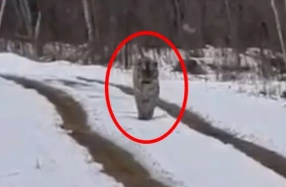 러시아 프리모리예 지역의 한 남성과 마주친 시베리아 호랑이. /데일리메일