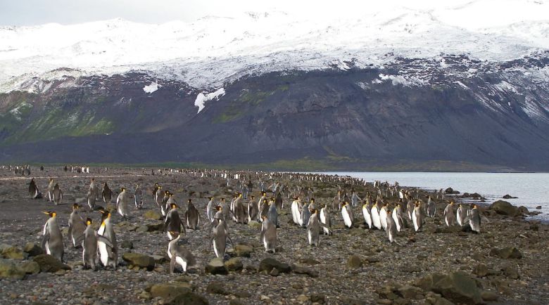 '허드 맥도널드 제도' 펭귄/Australian Antarctic Program