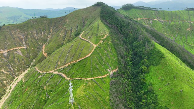 옥계 산불후 인공조림(왼쪽)과 자연복구(오른쪽)을를 동시에 하고 있는 현장 모습. 2024년 5월 사진이다./독자 제공