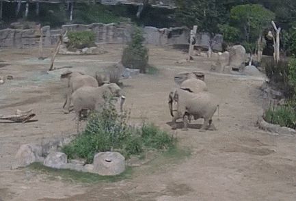 지진이 발생하자 코끼리들이 모여 새끼를 감싼 채 원형을 그리는 모습. /샌디에이고 동물원 야생동물 연합 X(옛 트위터)