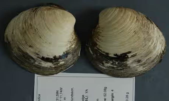 영국 뱅거대 연구진이 아이슬란드 해안가에서 발견한 대양백합조개. 507세로 추정된다. /영국 뱅거대