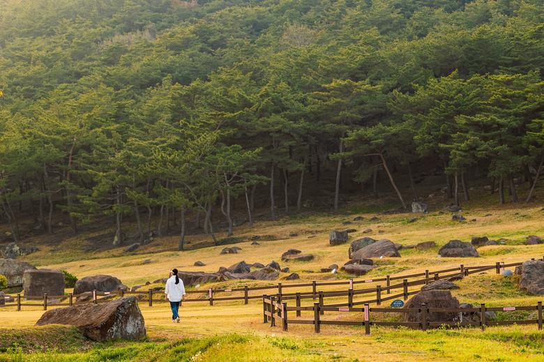 울창한 숲 아래 고인돌이 산재해 있는 고인돌유적지에선 원시적인 풍광과 만날 수 있다. / 이건송 영상미디어 기자