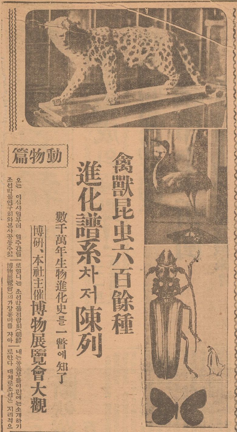 1934년 11월 경성 휘문고보 대강당에서 조선박물연구회와 조선일보가 주최한 박물전람회가 열렸다. 동물 600여점 중 학을 비롯한 조류 40점은 원홍구가 주도해 전시됐다. 원홍구는 한국 조류학의 개척자다. 조선일보 1934년11월22일자