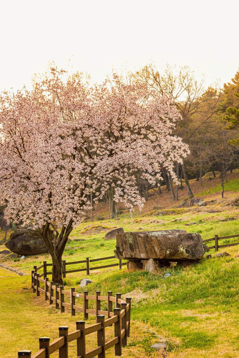 선사시대 고인돌유적지 옆에 벚꽃이 활짝 펴 운치를 더한다. / 이건송 영상미디어 기자