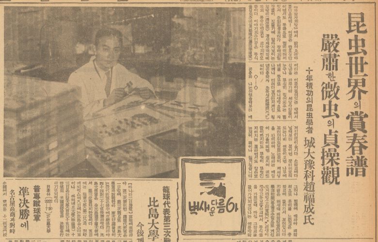 조선일보 1939년 1월5일자에 실린 곤충학자 조복성 탐방기. 경성제대 예과 조수 신분이었지만 그는 당대의 대표적 조선인 과학자였다. 조선은 물론 만주, 내몽골, 화북지방까지 채집 여행을 다니며 곤충을 채집했다.