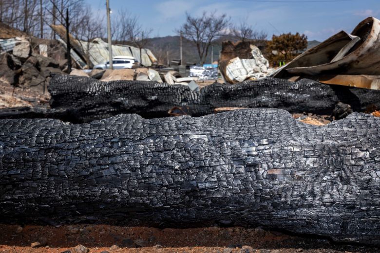 대들보 등으로 쓰려고 말리던 소나무와 가구로 쓰려던 참죽나무 등이 나뒹굴었다. /이건송 영상미디어 기자