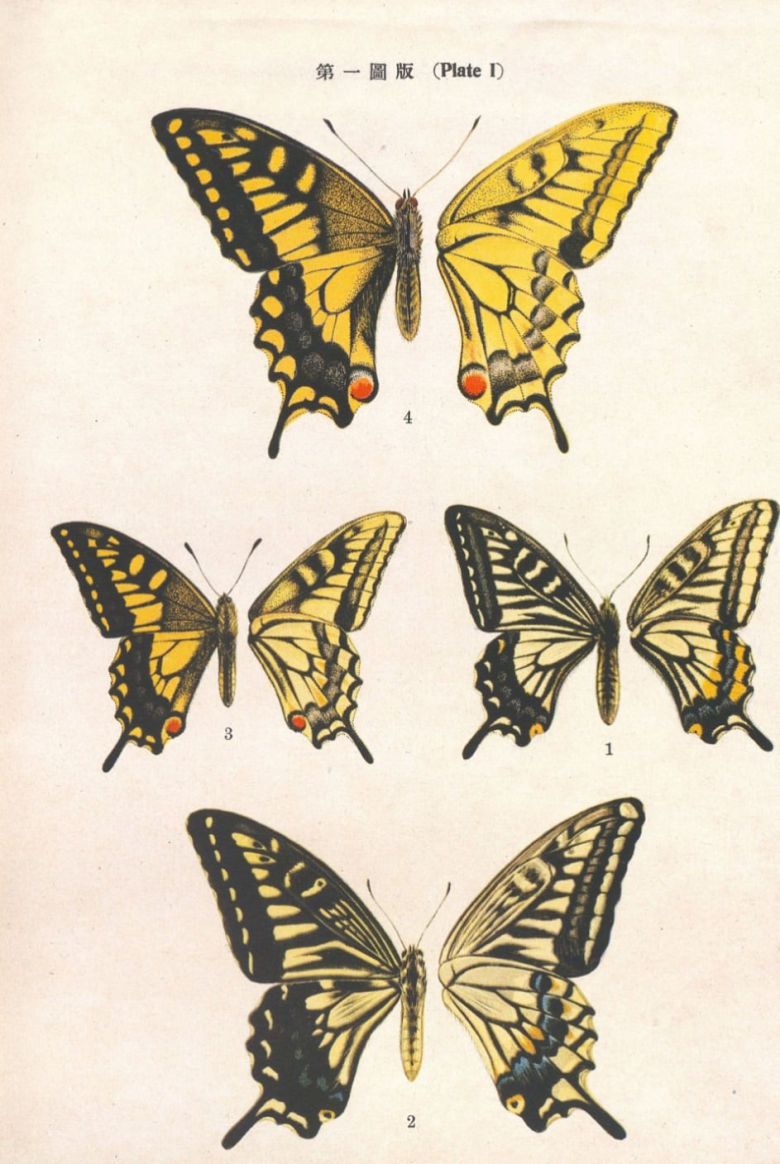 1934년 일본인 연구자 둘과 함께 출간한 나비도감 '원색 조선의 접류'.  조복성은 수많은 현장 답사를 통해 축적한 나비의 특징을 포착해 생생하고 화려한 색채의 세밀화를 그렸다. 이 책은 그가 주류 학계로 진입하는 계기가 됐다. '조선의 접류' 앞부분에 실린 조복성의 나비 세밀화.