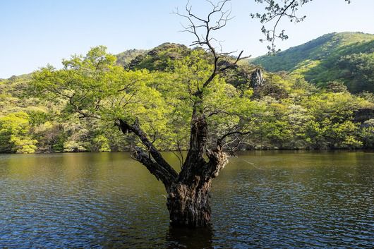 청송 주왕산국립공원의 대표 명소인 '주산지'도 고요한 분위기다. / 양수열 영상미디어 기자