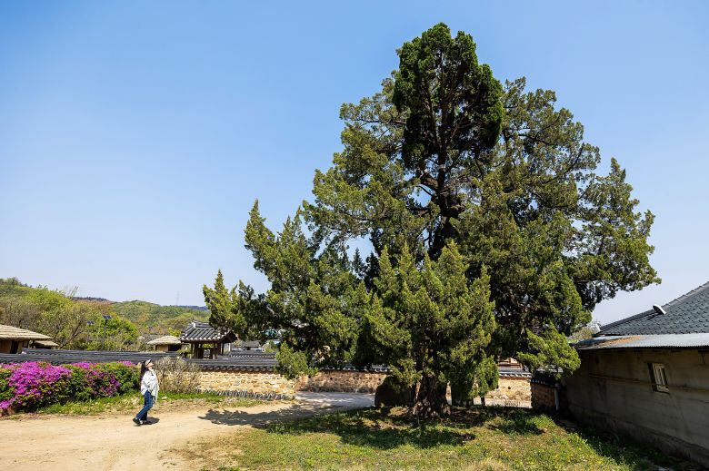 '만 년 동안 푸르게 살라'는 바람을 담아 '만년송'이라는 별칭을 붙였다던 사촌리향나무는 바람대로 변치않는 푸르름을 자랑하고 있다. / 양수열 영상미디어 기자