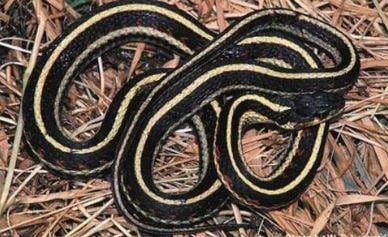 한마리를 떼어내서 본 가터뱀. 독이 없는 무해한 뱀이다./Washington Department of Fish and Wildlife