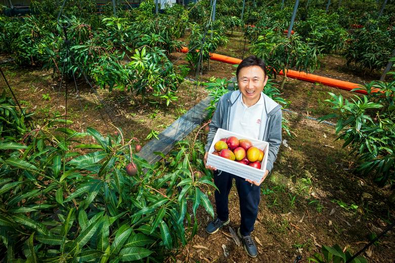 박찬수 대표는 "맛있는 망고는 반질반질하면서 빨갛게 잘 익은 색이 나와야 한다"고 했다. /이건송 영상미디어 기자