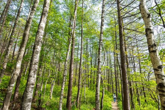 '재궁골삼거리' 방향으로 하산하면 신록을 뽐내는 숲길도 지난다. / 이신영 영상미디어 기자