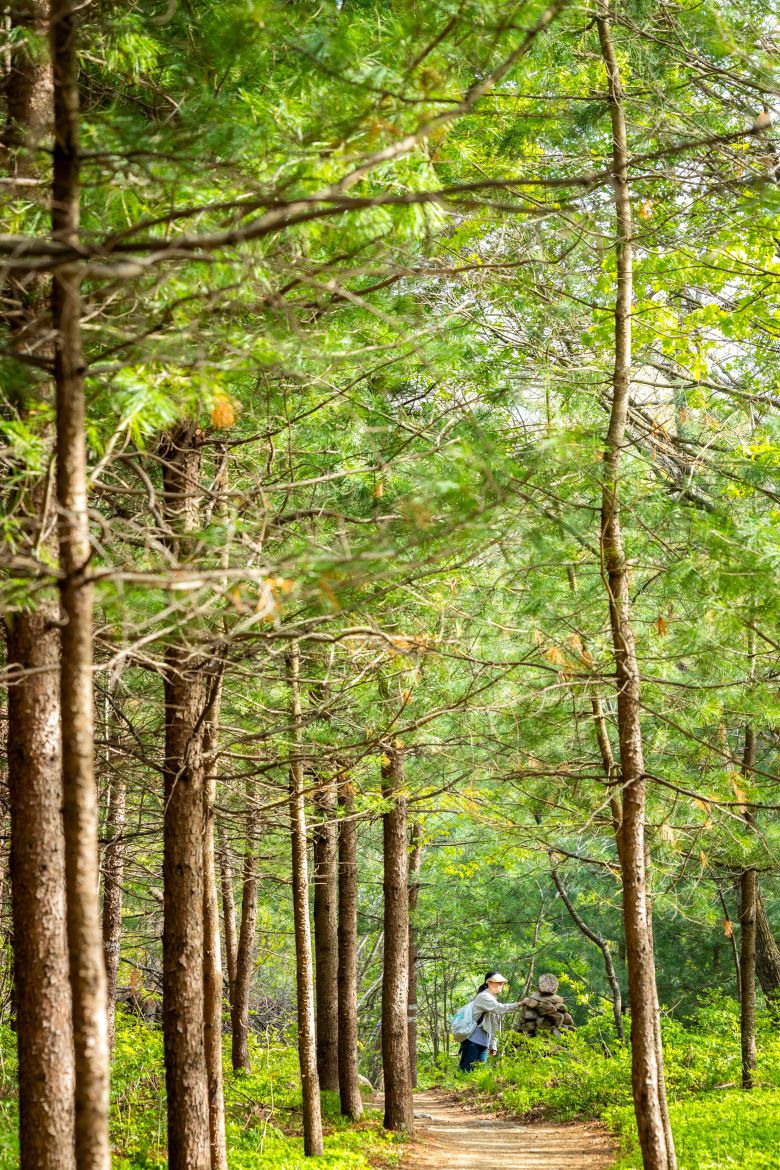 "등산객들의 안전을 위해 걸림돌을 치워 돌탑을 쌓고 있다"는 김영교씨의 돌탑은 선자령 걷는 재미를 더한다. 소원을 빌며 돌탑에 돌을 하나 더해본다. / 이신영 영상미디어 기자