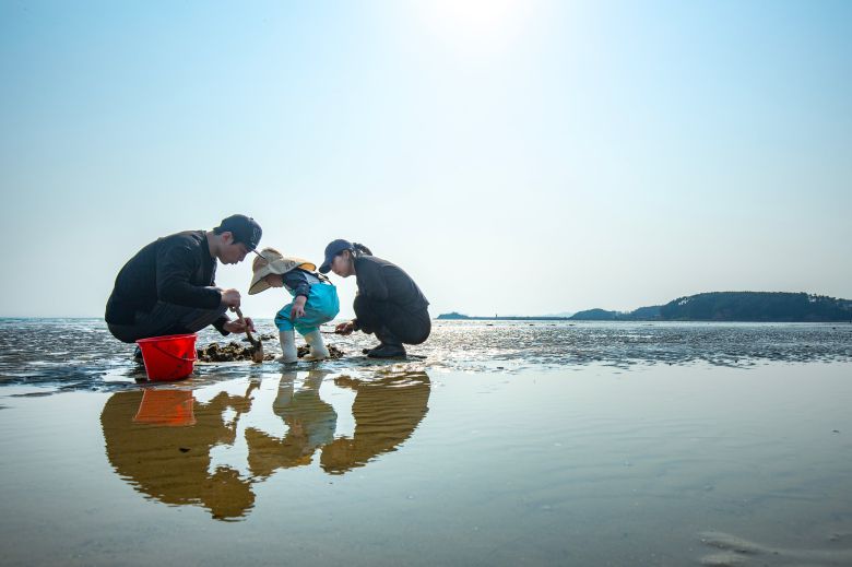 서해는 지금부터 한 여름의 뙤약볕이 내리쬐기 전까지 갯벌 체험 성수기다. '병술만어촌체험마을'뿐 아니라 몽산포해변 등 서해의 대표 해변에선 자유롭게 갯벌체험을 할 수 있다. 사진은 몽산포해변에서 갯벌체험을 하는 가족들. / 김용재 영상미디어 기자