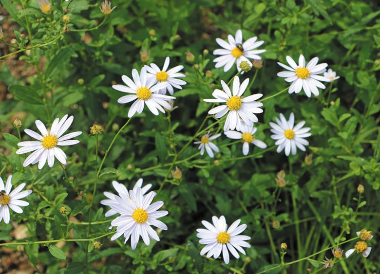 국화과의 여러해살이풀인 쑥부쟁이. 꽃은 7~10월에 핀다. /편성준 제공