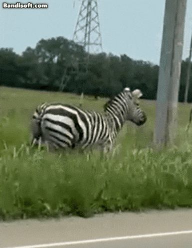 가정집을 탈출한 얼룩말이 도로를 따라 달리는 모습./러더퍼드 카운티 보안관실