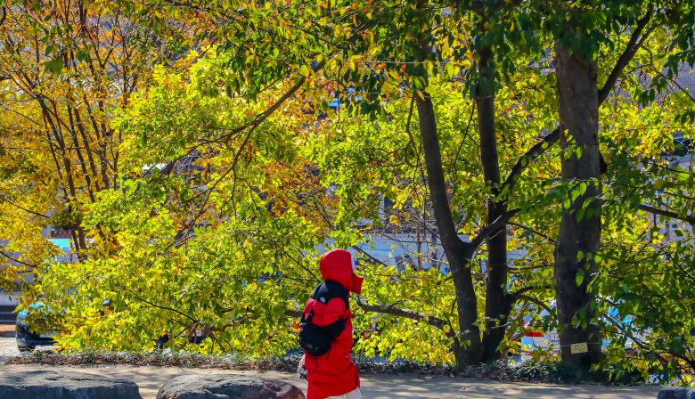 지난해 11월 전남 담양 관방제림. 절기상 겨울이 시작된다는 입동이 지났지만 온난화 탓에 단풍이 잘 들지 않아 푸릇한 나무가 많은 모습이다. 전형적인 봄과 가을의 모습이 희미해져가면서 '계절 향수병'을 일으키기도 한다. /조선일보DB