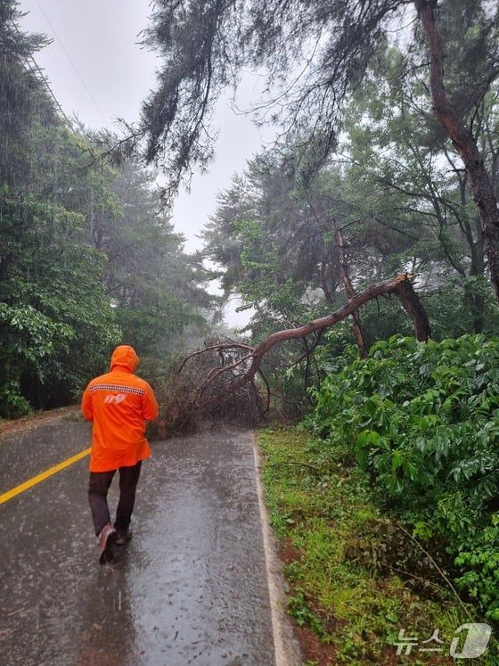 21일 오전 전북 부안군 부안읍의 한 도로 위로 나무가 쓰러졌다. /뉴스1
