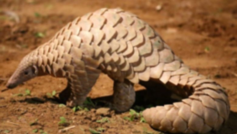 아시아에 사는 천산갑 무리인 인도천산갑. /U.S. Fish and Wildlife Service