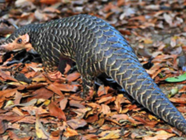 아시아에 사는 천산갑 무리인 중국천산갑./U.S. Fish and Wildlife Service