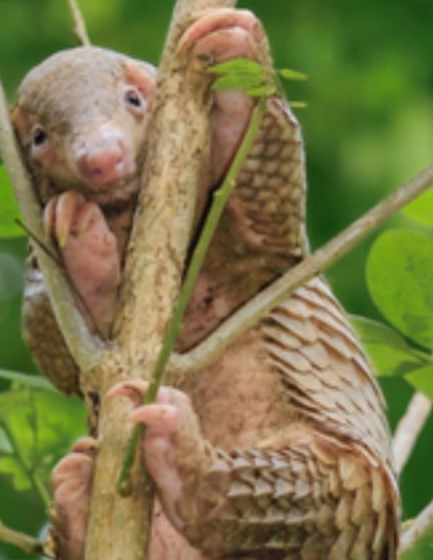 아시아에 사는 천산갑 무리인 필리핀천산갑./U.S. Fish and Wildlife Service